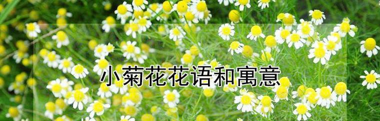 春天花开有哪些寓意？如何解读春天的花语？