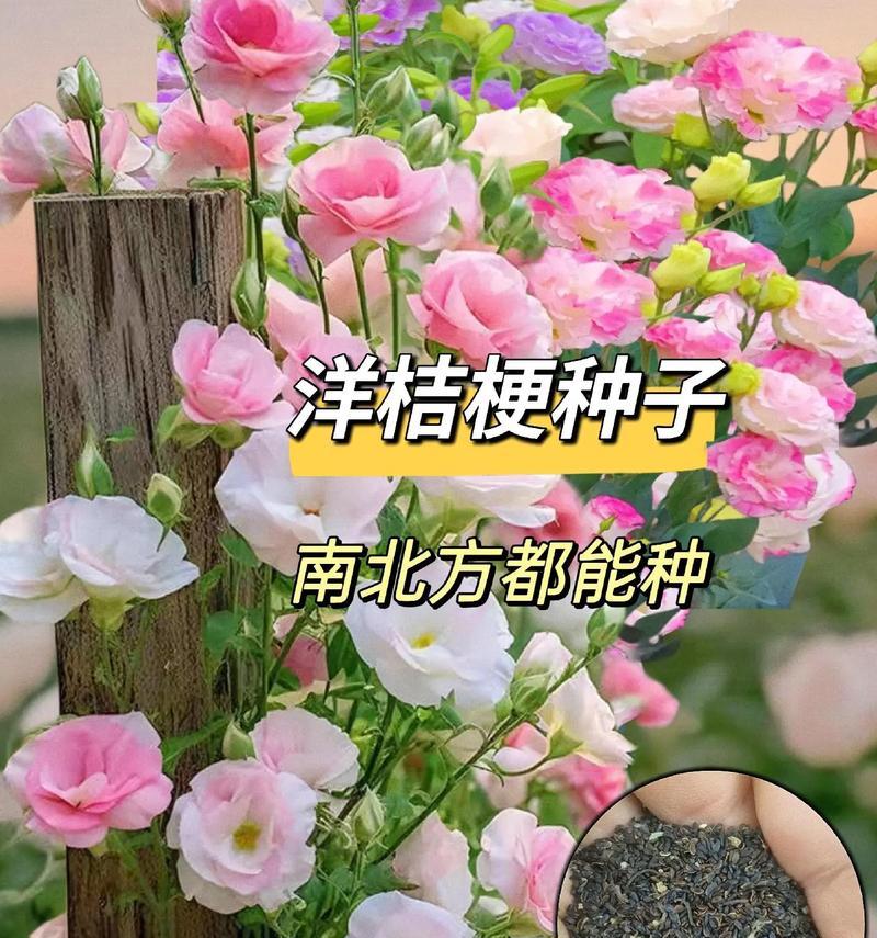 春天花开有哪些寓意？如何解读春天的花语？