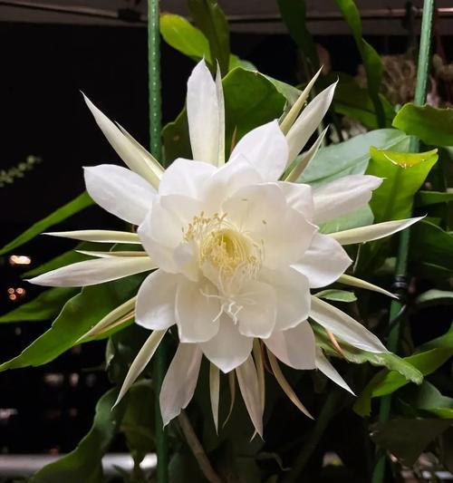 春天花开有哪些寓意？如何解读春天的花语？