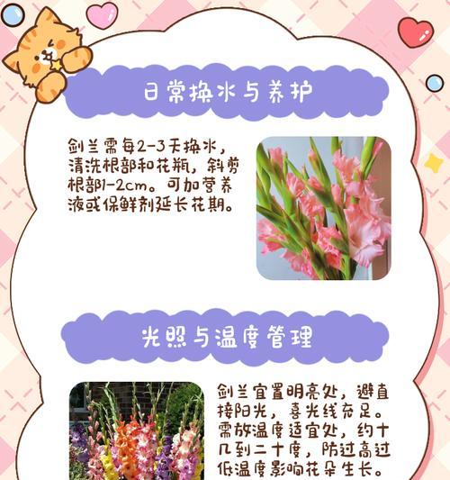 剑兰种球不剥皮能发芽吗？如何正确处理剑兰种球？