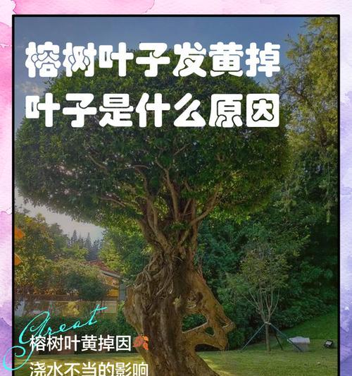 秋风中的黄叶有何寓意？树叶的诗意旅程如何解读？