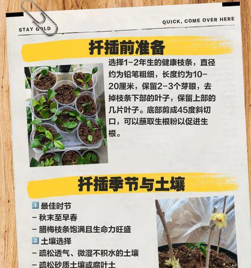 扦插繁育技术是什么？如何正确进行扦插繁育？
