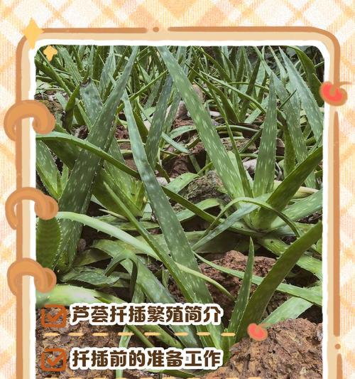 扦插繁育技术是什么？如何正确进行扦插繁育？
