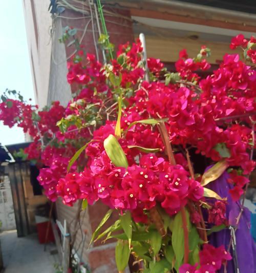 红色的梅花有哪些品种？如何识别不同品种的红色梅花？