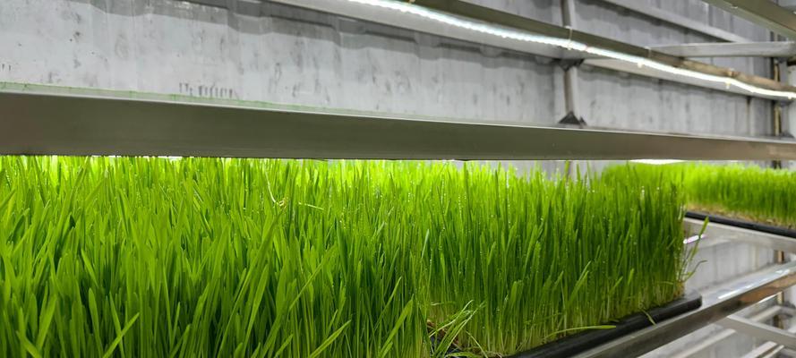 如何实现农村高效种植？现代农业与传统种植如何结合？