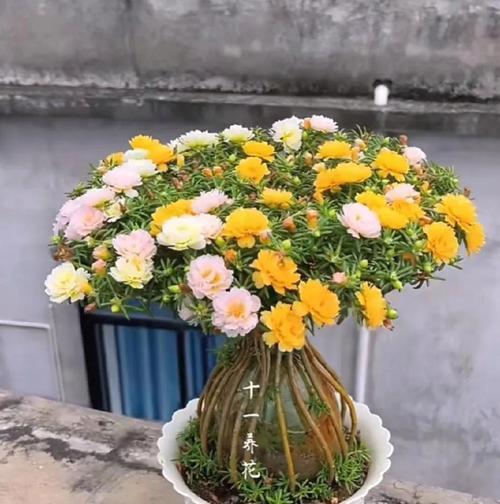 太阳花如何养护才能开得更绚烂？有哪些养护技巧？