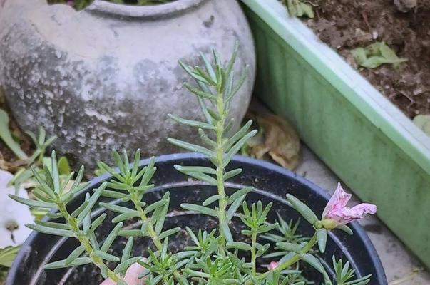 太阳花如何养护才能开得更绚烂？有哪些养护技巧？