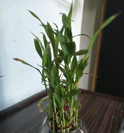 富贵竹如何养护？有哪些常见问题？