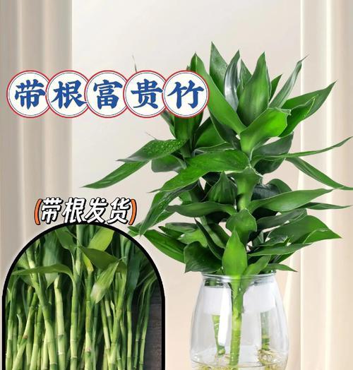 富贵竹如何养护？有哪些常见问题？