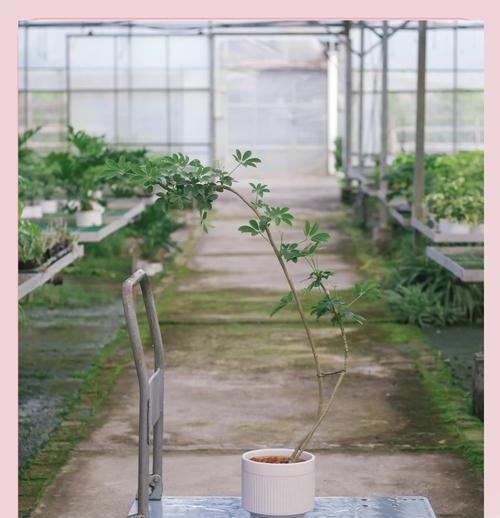 鸭脚木盆栽如何养护？有哪些注意事项？