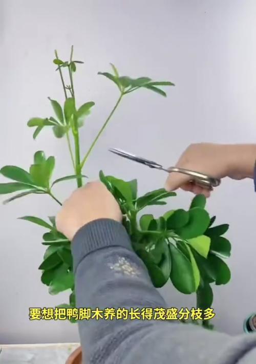 鸭脚木盆栽如何养护？有哪些注意事项？