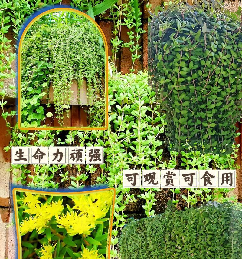 垂盆草和佛甲草是同一种植物吗？如何区分？