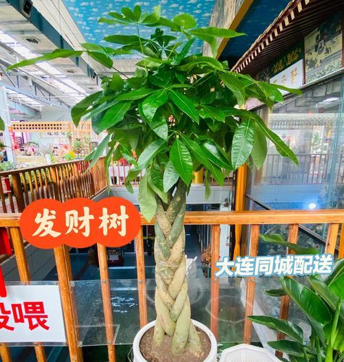 发财树如何养护才能健康生长？有哪些常见问题及解决方法？
