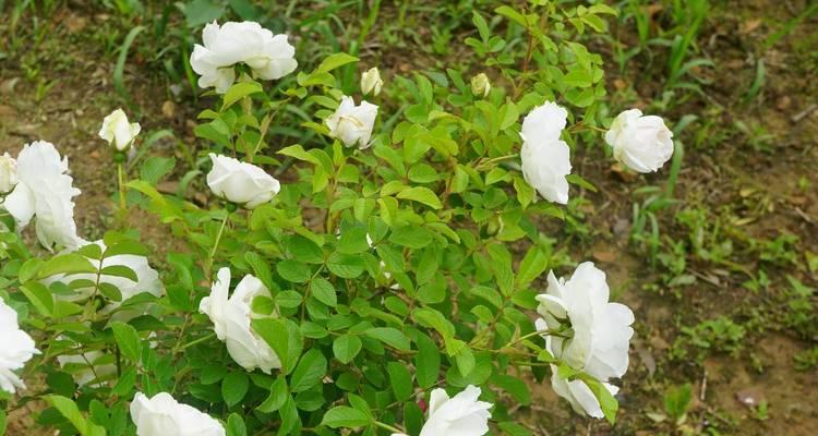 火烈鸟月季的花期有何特点？如何正确养护？