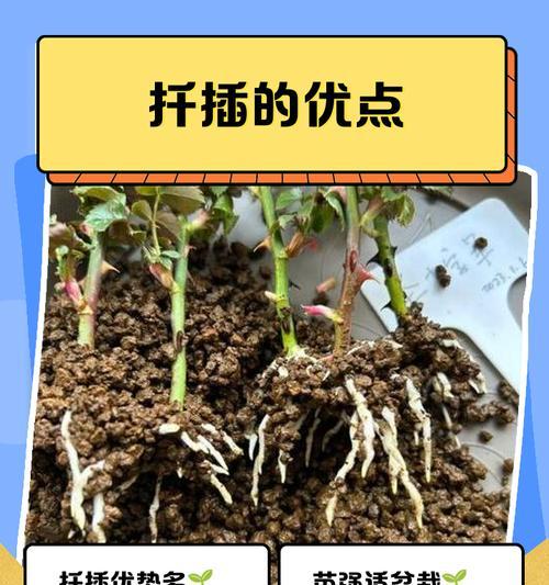 扦插时间及方法是什么？如何正确进行植物扦插？