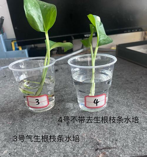 扦插时间及方法是什么？如何正确进行植物扦插？