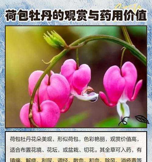 牡丹花栽培方法和注意事项有哪些？