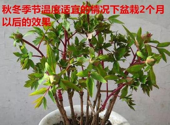牡丹花栽培方法和注意事项有哪些？