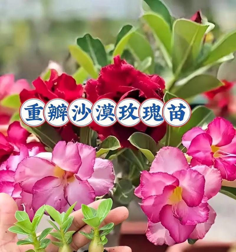 沙漠玫瑰开花时间与养护是什么？