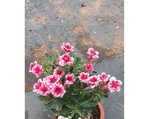 沙漠玫瑰开花时间与养护是什么？