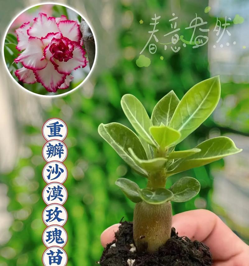 沙漠玫瑰开花时间与养护是什么？