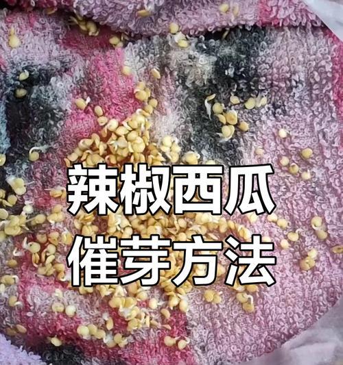 西瓜种子播种前进行催芽的必要性是什么？