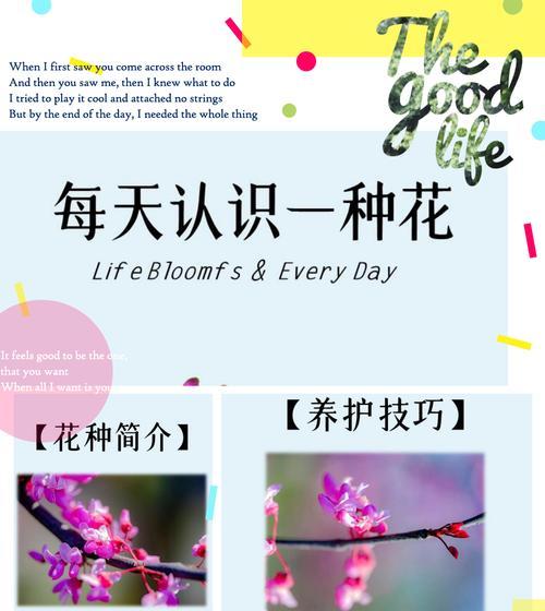 红皮土豆种植技术详解从土壤到收获的全方位指导？
