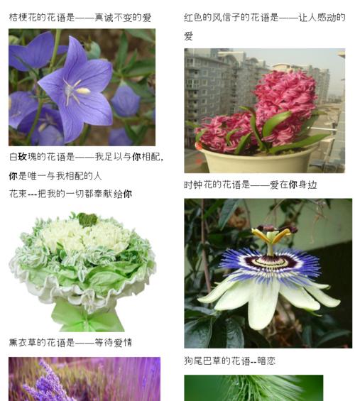 红皮土豆种植技术详解从土壤到收获的全方位指导？