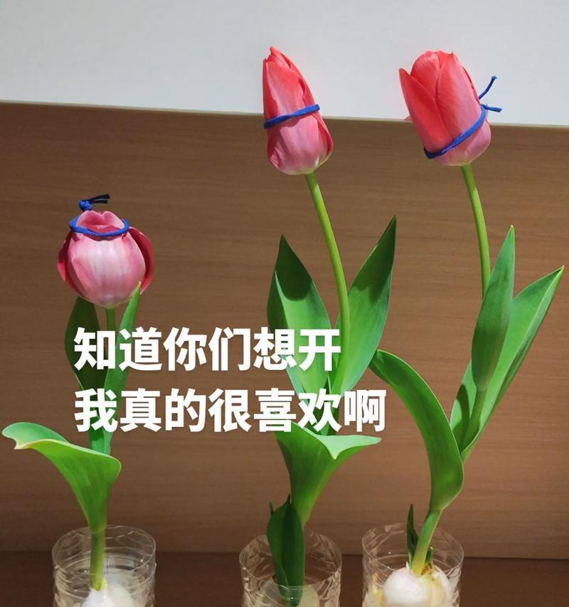 郁金香花期是多少天？如何延长花期？