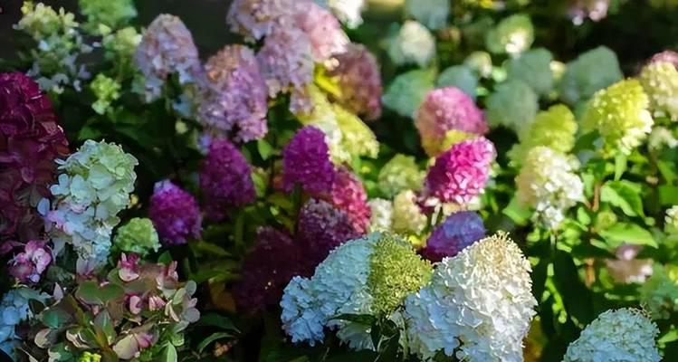 还在为绣球不开花烦恼？春季避开这4点开花一茬接一茬？