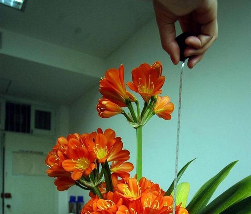 还在为绣球不开花烦恼？春季避开这4点开花一茬接一茬？