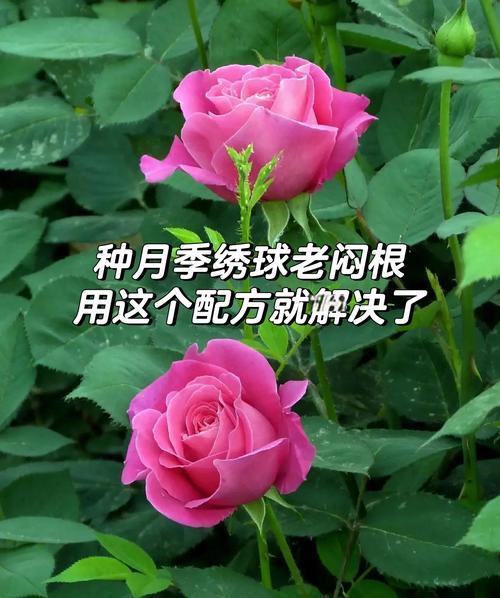 还在为绣球不开花烦恼？春季避开这4点开花一茬接一茬？