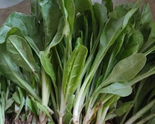 牛皮菜种植时间与方法是什么？如何种出高产好？