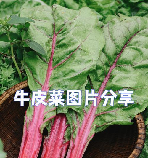 牛皮菜种植时间与方法是什么？如何种出高产好？
