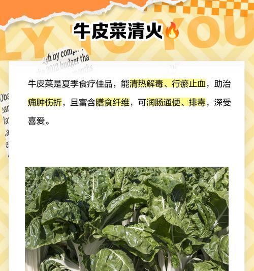 牛皮菜种植时间与方法是什么？如何种出高产好？