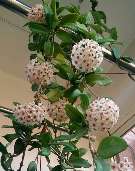 好闻的球兰品种有哪些推荐？