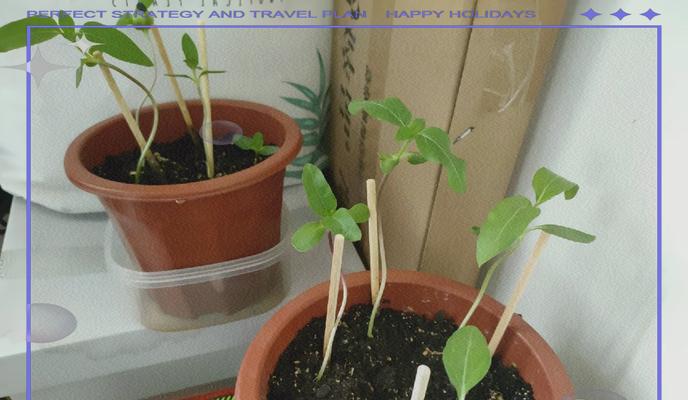 向日葵种植与管理全流程指南是什么？