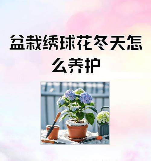 养好绣球花只要掌握3个关键操作年年都能开花大成球？