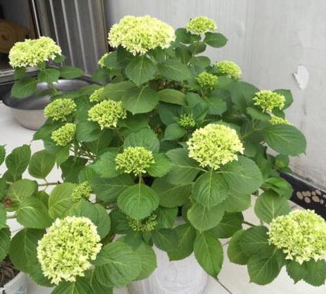 养好绣球花只要掌握3个关键操作年年都能开花大成球？