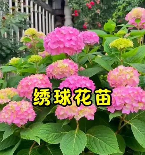 养好绣球花只要掌握3个关键操作年年都能开花大成球？