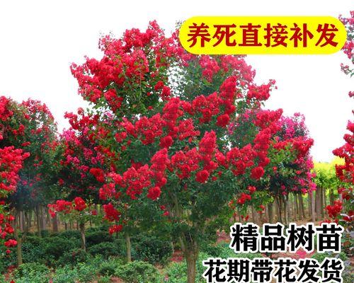 紫薇花树什么时候开花？如何促进开花？