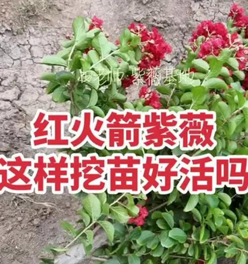 紫薇花树什么时候开花？如何促进开花？