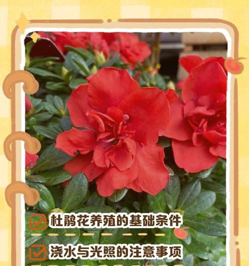 杜鹃花的管理方法有哪些？