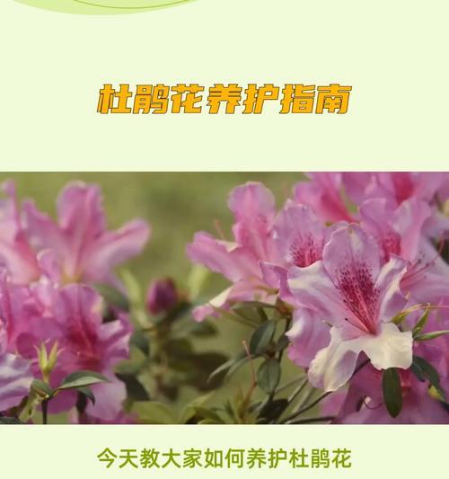 杜鹃花的管理方法有哪些？