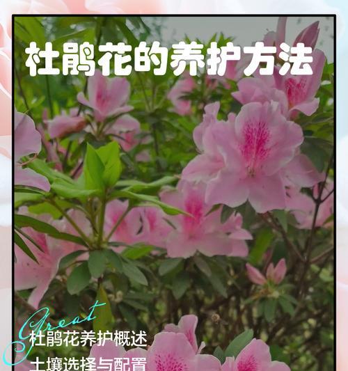 杜鹃花的管理方法有哪些？