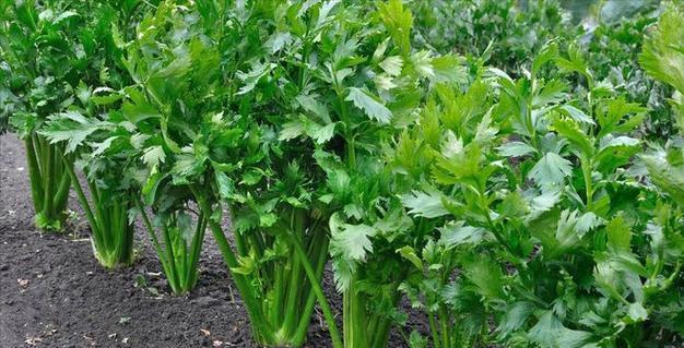 芹菜催芽指南掌握技巧轻松发芽是什么？