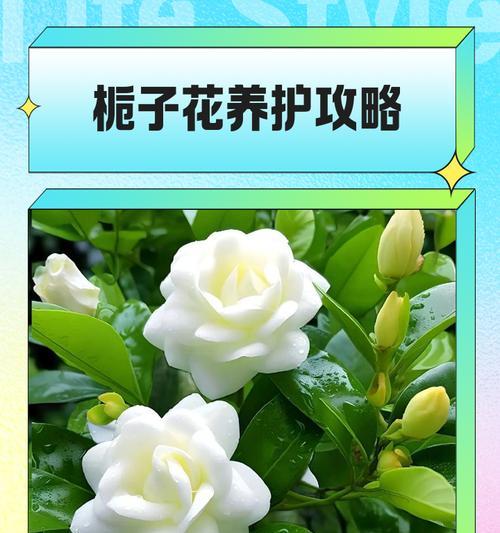 栀子花养护攻略？如何轻松养爆花？