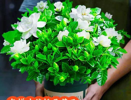 栀子花养护攻略？如何轻松养爆花？