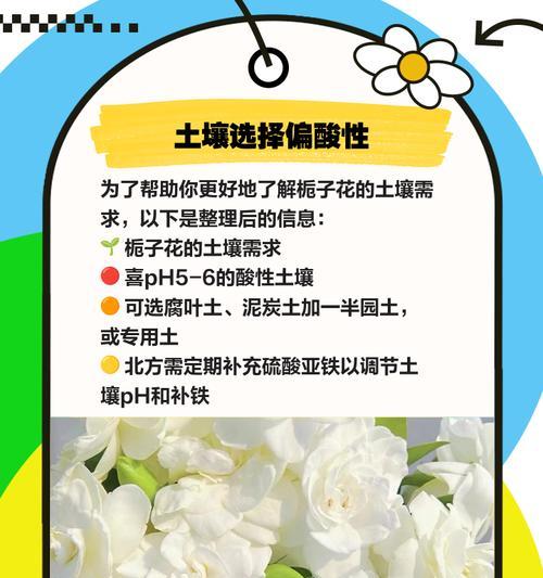 栀子花养护攻略？如何轻松养爆花？
