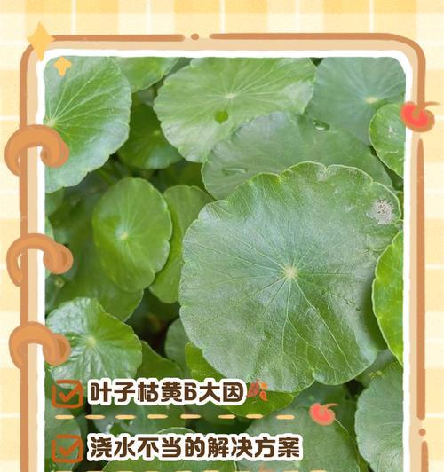 绿植叶子发黄？找到原因并解决的方法是什么？